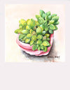 Succulent #4